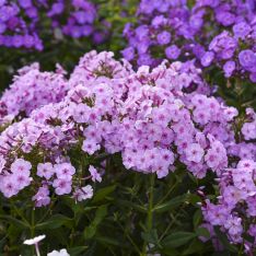 Phlox paniculata Uptown Girl PP32287